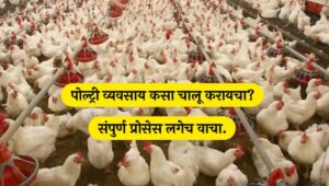 poultry farm business plan 45 days poultry farming  poultry farm information in marathi poultry farm equipment broiler poultry farm poultry farm loan  chicken poultry farm poultry shed पोल्ट्री फार्म शेड खर्च पोल्ट्री फार्म लाइसेंस पोल्ट्री फार्म लोन ऑनलाइन पोल्ट्री फार्म इनफार्मेशन पोल्ट्री फार्म व्यवसाय पूर्ण माहिती, कर्ज, खर्च, लागणारे परवाने | Poultry Farming in Marathi 2024